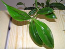 Tradescantia albiflora